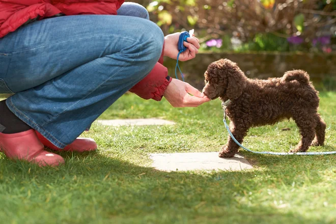 Foto: Duncan Andison/Shutterstock