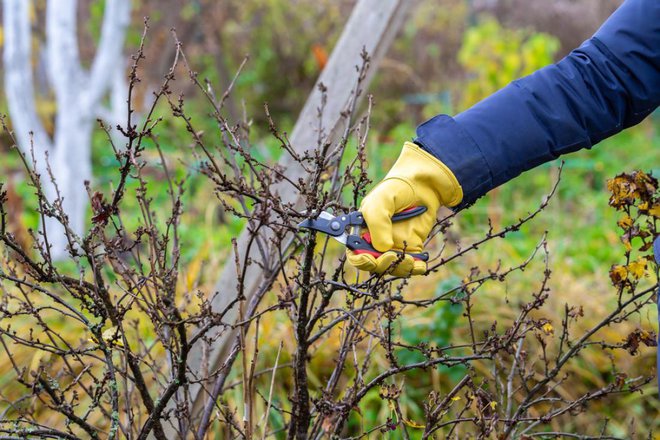 Z obrezovanjem rdečega ribeza pohitimo v začetku marca, saj bodo brsti hitro nastavili cvetke. Foto: S.O.E/Shutterstock
Foto: