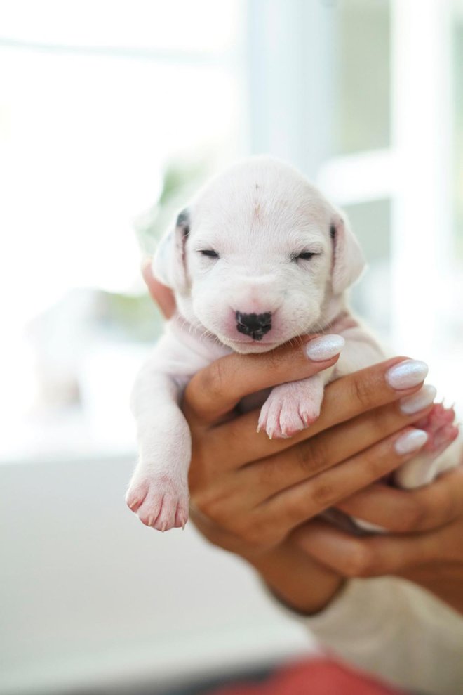 Dalmatinci šele po rojstvu dobijo črne pike. FOTO: Amy Richmond/Shutterstock
Foto: