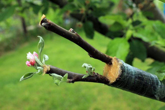 Če je lubje debelo, se spomladi  obnese cepljenje za lub. Foto: Syndy1/Shutterstock
Foto: