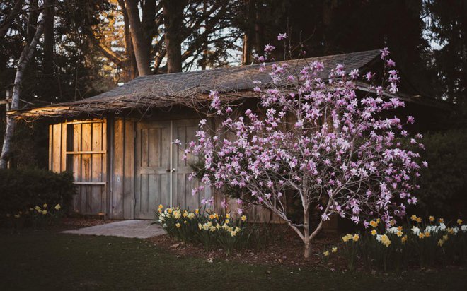 Magnolije zacvetijo kmalu za narcisami. Foto: Ming W.H. Fang/Shutterstock
Foto: