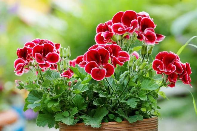 Mala angelska pelargonija Foto: DINA ROGATNYKH/Shutterstock