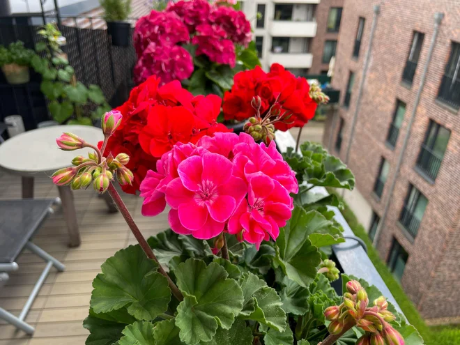 Pokončne pelargonije vnesejo domačnost na blokovski balkon. Foto: Lapa Smile/Shutterstock