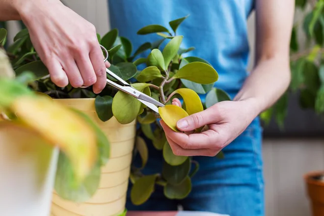 Foto: zhukovvvlad/Shutterstock