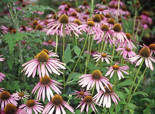 Bledi ameriški slamnik ima bolj povešeno in daljše »baletno krilce«. Foto: Dr. Norbert Lange//Shutterstock
Foto: