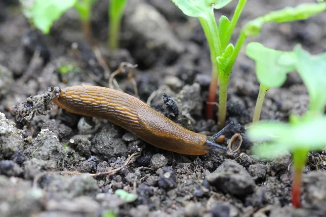 Foto: Tomasz Klejdysz/Shutterstock