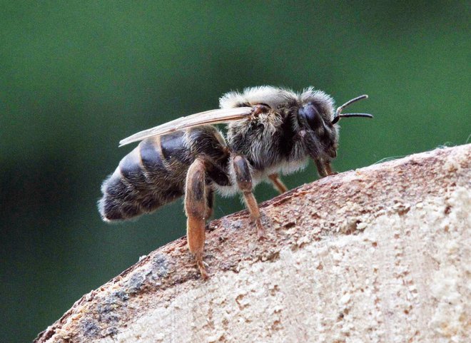 Takšna je mlada matica kranjske sivke, ki ni doma le v naših krajih, temveč je zaradi pridnosti druga najbolj raširjena vrsta medonosnih čebel na svetu. Foto Igor Modic
Foto: