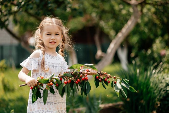 Nič ni narobe, če ob obiranju češenj opravimo zeleno rez in preredčimo pregoste veje. Foto: Anna Nass/Shutterstock
Foto: