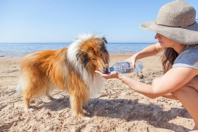 Foto: Alla Pogrebnaya/Shutterstock