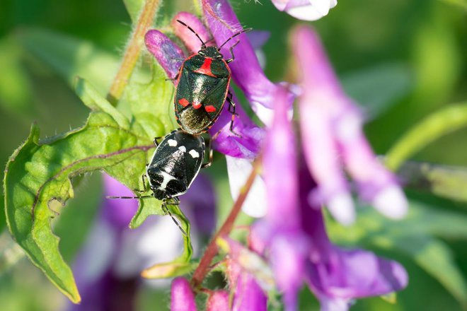 Kapusovi stenici se parita. Foto; Mirko Graul/Shutterstock
Foto: