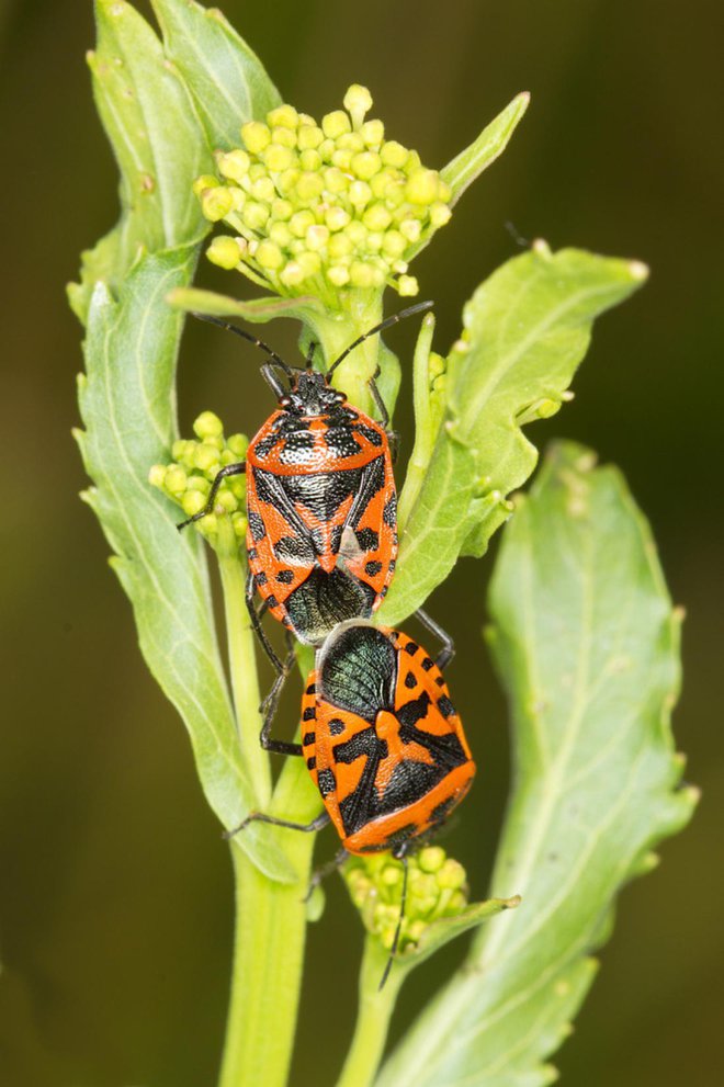 Pisana stenica ima najbolj »divjo« risbo. Foto: Florian Teodor/Shutterstock
Foto: