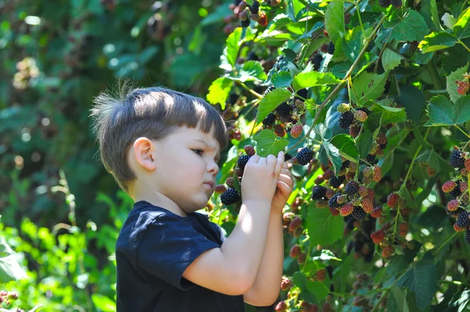 Foto: Ivan Marjanovic/Shutterstock