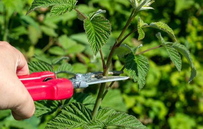 Glavni poganjki, tisti, ki rastejo iz ta, naj ne presegajo 2,5 m dolžine. Foto: feofra/Shutterstock
Foto: