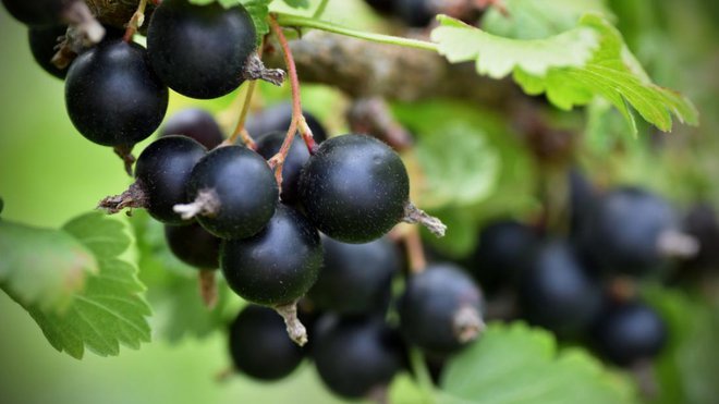 Gojitelji in žlahtnitelji so poskrbeli za številne nove sorte črnega ribeza, ki so precej bolj prijetnega okusa kot nekdaj. Foto: Vladimir Vlcek/Shutterstock
Foto: