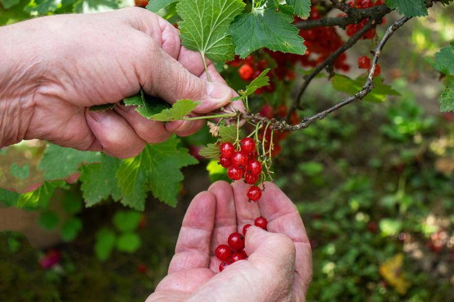 Plodov nikoli ne obiramo s smukanjem! Foto: nata_fler/Shutterstock
Foto: