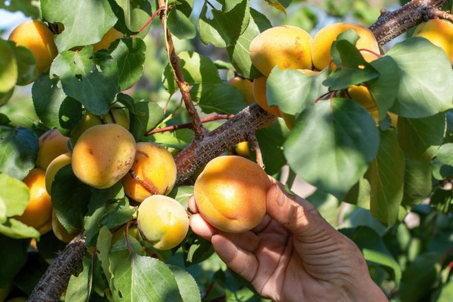 Pri obiranju marelic sadeže prijemamo narahlo, da ne dobijo obtiskov. Foto: svetograph/Shutterstock
Foto: