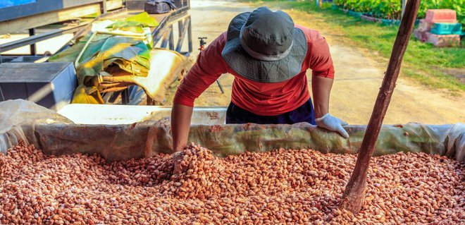 Fermentiranje in sušenje kakavovih semen je dolgotrajen proces. Foto: Narong Khueankaew/Shutterstock
Foto: