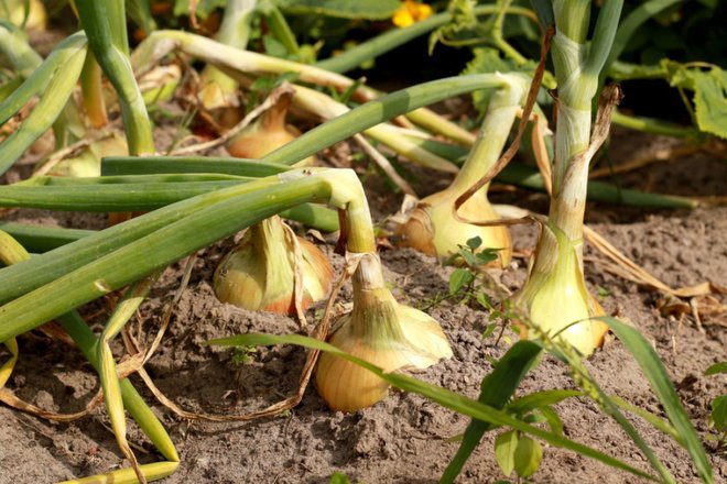 Čebula polega, kmalu bo čas za spravilo. Foto: Jurjanephoto/Shutterstock
Foto: