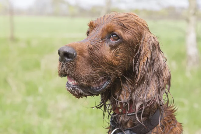 Foto: mezzotint/Shutterstock