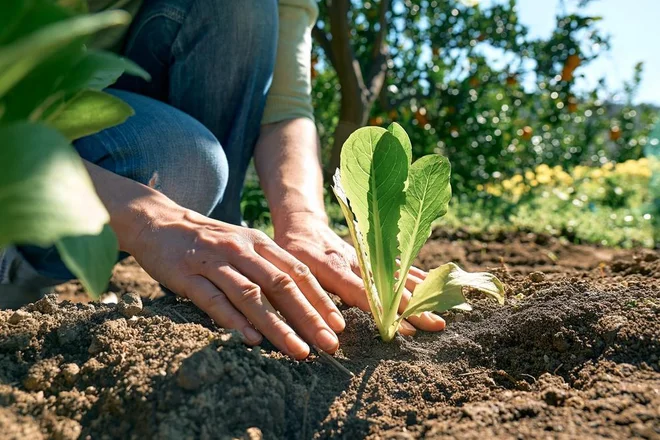 Foto: Caterina Trimarchi/Shutterstock