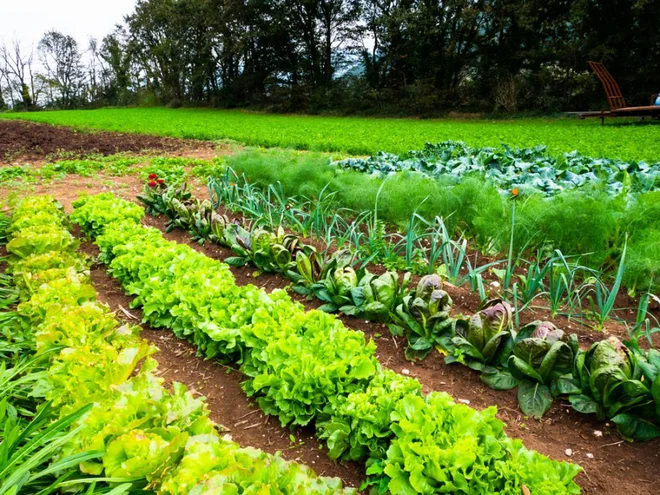 Skoraj vse, kar raste na tem vrtu, bomo še lahko posadili: poletno solato, endivijo, jesenski radič, zimski por, sladki komarček in »zgodnje« zelje. Foto: LightChaserPH/Shutterstock Foto: