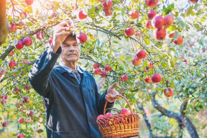 Sadja ne obiramo, dokler ne doseže sladkosti in harmoničnega okusa, ki sta znamenje zrelosti. Plodovi v kleteh namreč ne dozorijo pravilno. Foto: vvita/Shutterstock
Foto: