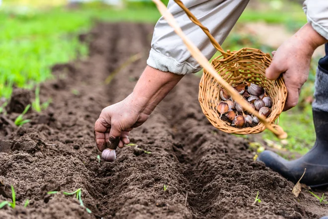 Foto: alicja neumiler/Shutterstock