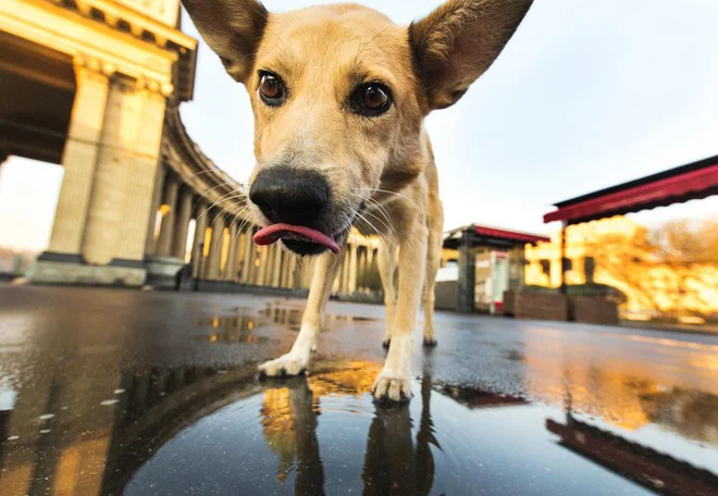 Foto: Alex Zotov/Shutterstock