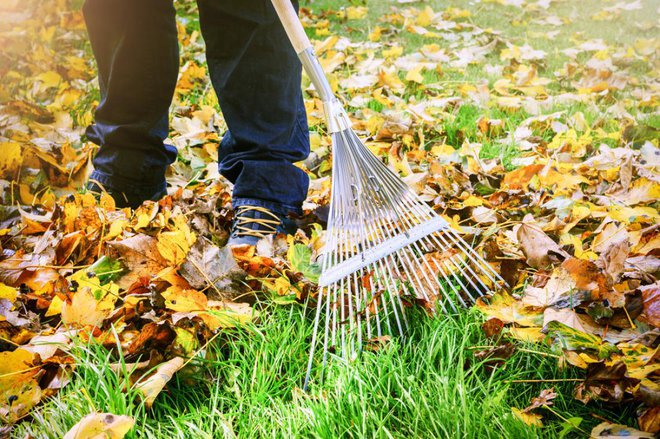 S trate vsaj pred dežjem pograbimo listje, saj jo mokra plast duši. Foto: symbiot/Shutterstock
Foto: