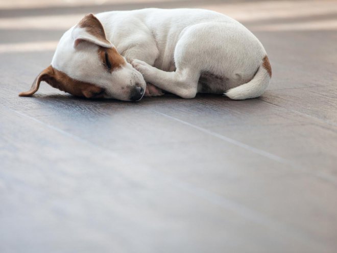 FOTO: Gladskikh Tatiana/Shutterstock Foto: