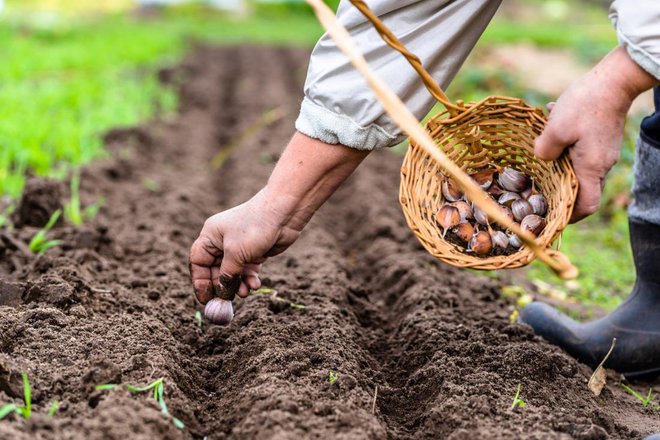 Za sajenje česna je november idealen, le tla ne smejo biti mokra. Foto: alicja neumiler/Shutterstock
Foto: