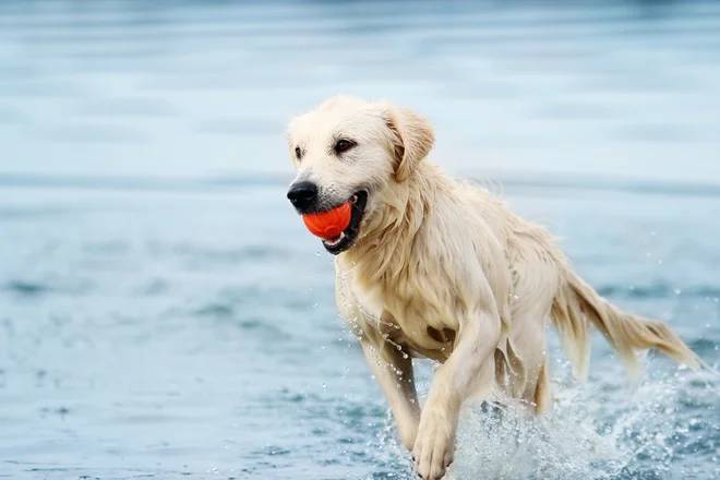 Foto: Shutterstock