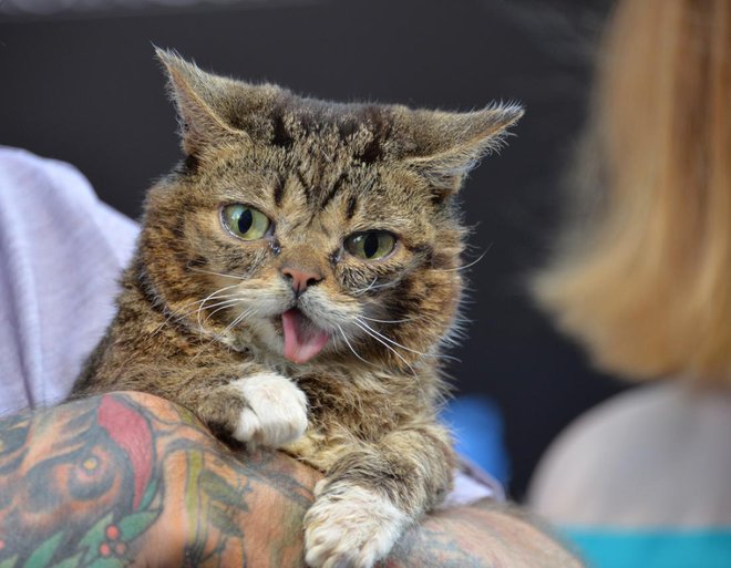 Lil Bub (Foto: Shutterstock)
Foto: