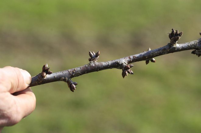 Primer rodnega lesa pri češnjah.
Foto: