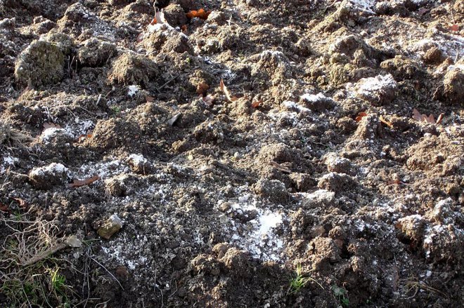 Z apnenjem dvigujemo pH tal. Posledica so slabo rastoče zelenjadnice.
Foto: