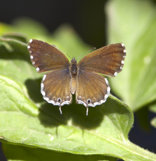 Pelargonijev bakrenček (Cacyreus marshalli) 
Foto: