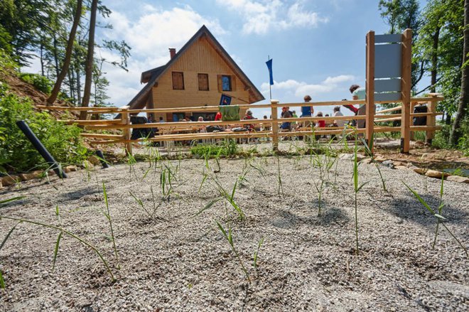 Primer rastlinske čistilne naprave za planinsko kočo ob vzpostavitvi delovanja (po zasaditvi z navadnim trstom).
Foto: