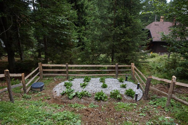 Primer rastlinske čistilne naprave za manjši turistični objekt ob vzpostavitvi obratovanja (po zasaditvi z alpsko kislico). 
Foto: