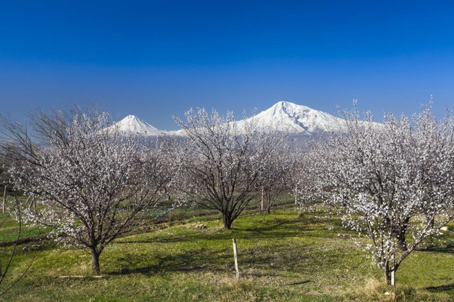 V Turčiji so največji nasadi marelic na svetu. Na fotografiji neskončni sadovnjaki na planoti pod najvišjo turško goro Ararat.
Foto: