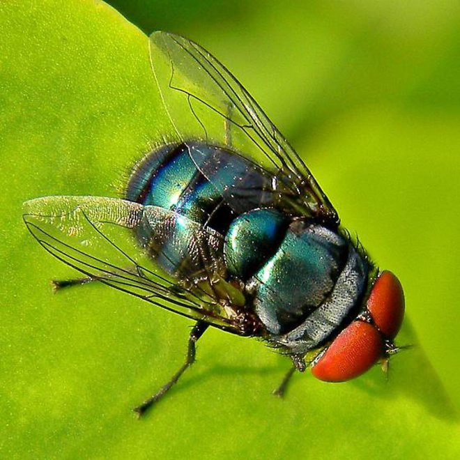 Chrysomya megacephala. Foto: BugGuide.Net
Foto: