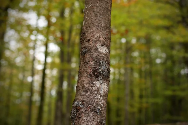 Foto: Jure Eržen/Delo