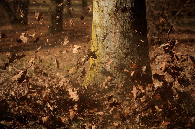 Pred izsušitvijo se zavarujejo tudi tako, da začnejo prej odpadati njihovi listi. FOTO: Jure Eržen/Delo
Foto: