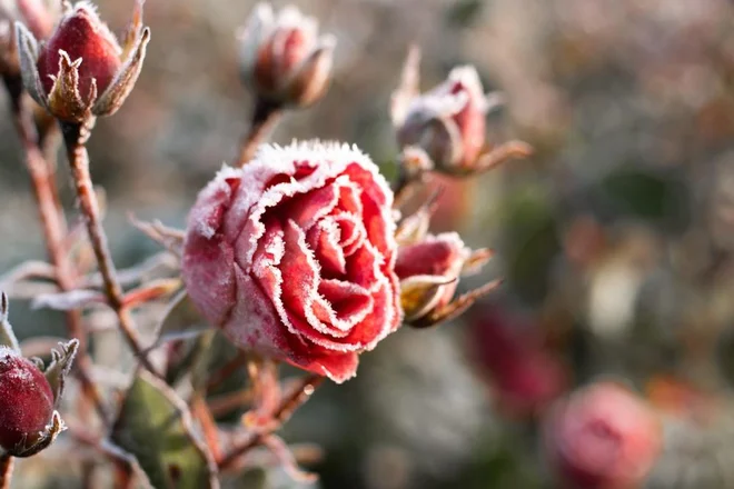 Temperature so vsak dan bližje negativnim številkam, zato je pametno, da vrt nanje ustrezno pripravimo. FOTO: Jeannier, Shutterstock