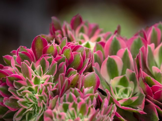 Aeonium ’Pink Witch’. Foto: Chris Lawrence Images/Shutterstock
Foto: