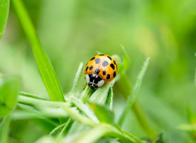 Foto: Ann in the uk/Shutterstock