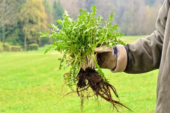 Za izkop takšnega regrata skoraj potrebujemo vile. Foto: Tunatura/Shutterstock