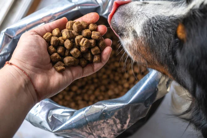 Briketi so bolj primerni za pse, ki potrebujejo hitro dostopne vire energije. FOTO: Zkolra/ Shutterstock