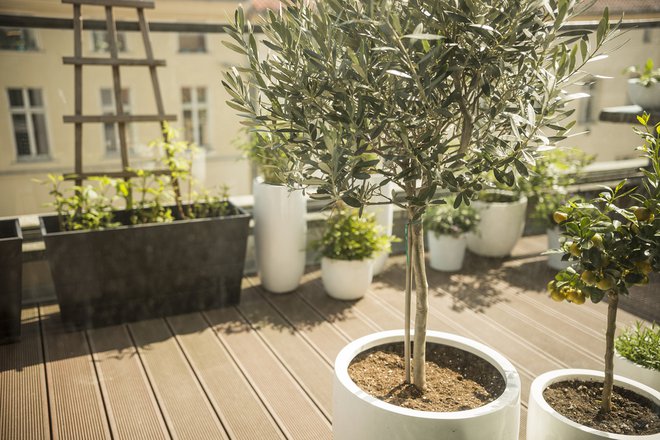 Oljke so priljubljene, ker prikličejo spomin na tople kraje z modrim nebom. FOTO: Anika K/Shutterstock