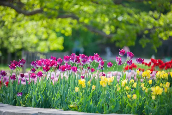 Foto: Anh Luu/Shutterstock