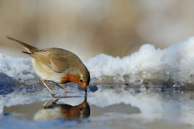 V napajalnikih za ptice naj bo največ 5 cm vode. 

FOTO: Franco Fratini/Shutterstock